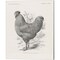 Vintage Farm Life by Wild Apple Portfolio 12" x 15" Canvas Wall Art (Set of 2)